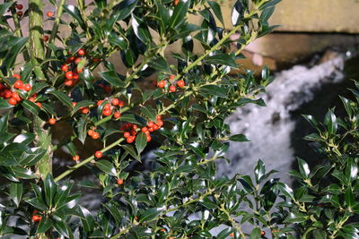 Flowers growing on tree