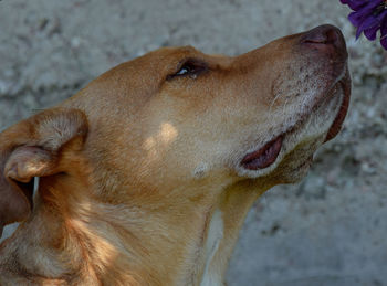 Close-up of dog looking away