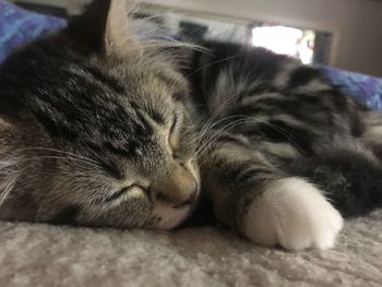 Close-up of cat lying down