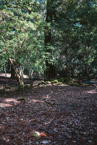 Trees in forest