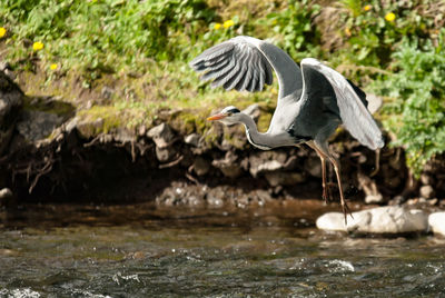 Heron flying over in lake