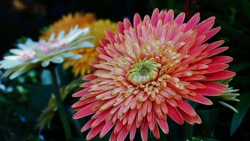 Close-up of pink flower