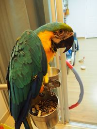 Close-up of a bird perching