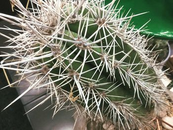 Close-up of cactus