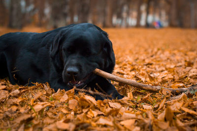 Black dog lying on ground