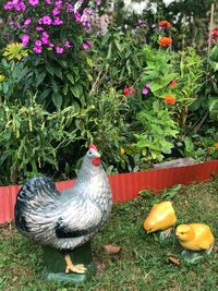 View of birds on plants