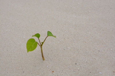 Close-up of small plant growing on land