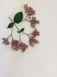 Close-up of plant over white background