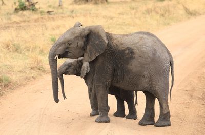 Elephant walking in a field