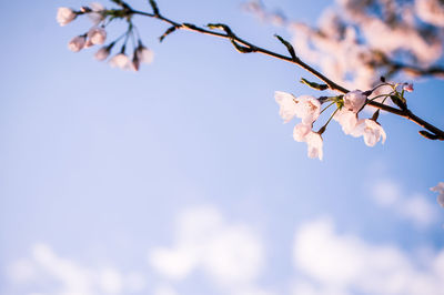 Close-up of cherry blossom against blue sky
