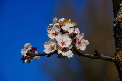 Close-up of cherry blossoms in spring