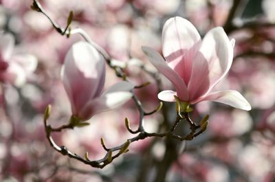 Close-up of pink cherry blossoms in spring
