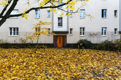 Autumn leaves on a wall