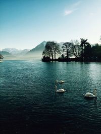 Swan swimming in lake against sky