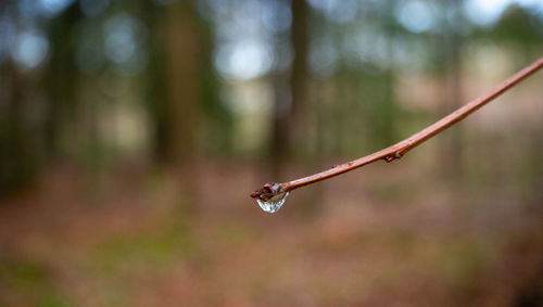 Close-up of water drops on twig