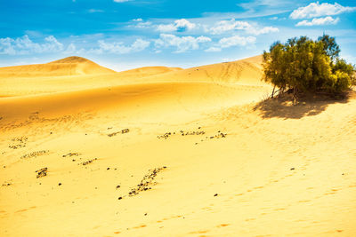 Dunes in the desert with green tree. natural reserve maspalomas dunes. gran canaria, spain