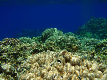 Close-up of coral swimming in sea