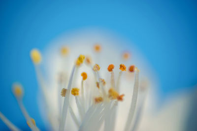 Close-up of white flowering plant against blue sky