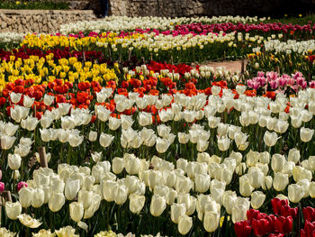 Colorful flowers