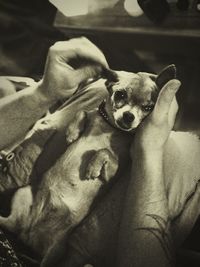 Portrait of dog relaxing on bed