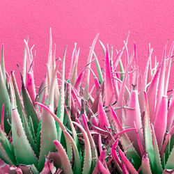 Plants on pink concept art