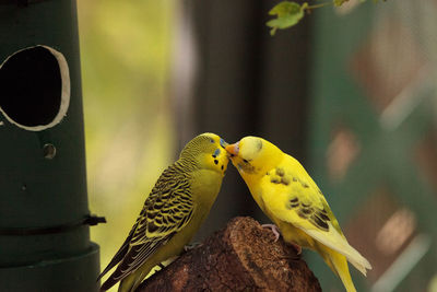 Courting budgerigar parakeet birds melopsittacus undulatus offer each other seed.