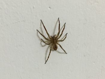 Close-up of spider on white wall