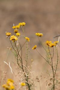 Close-up of yellow thistle flowers