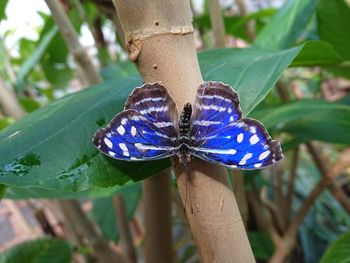 Close-up of butterfly on purple flower