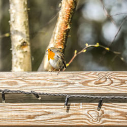 Close-up of bird perching on wood