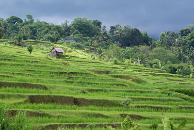 Scenic view of terraced field against sky