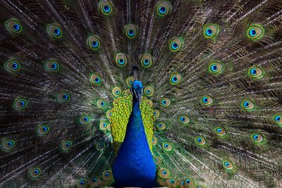 Close-up of peacock