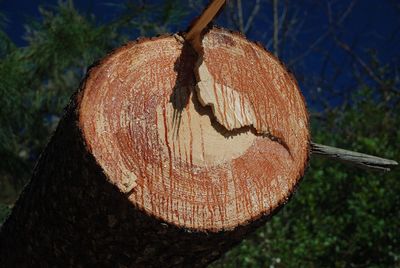 Close-up of tree stump