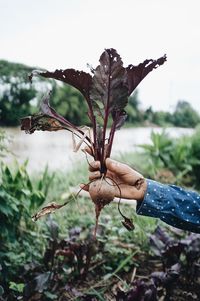 Cropped hand holding common beet on field