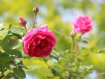 Close-up of pink rose