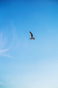 Low angle view of seagull flying in sky