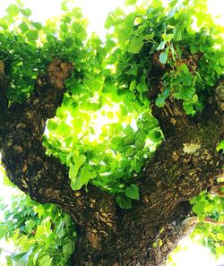 Close-up of tree trunk