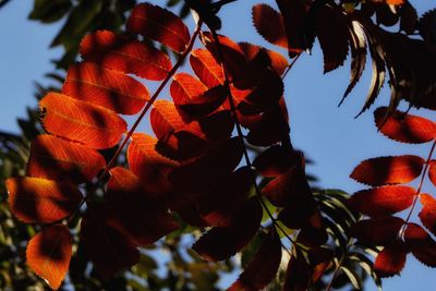 Low angle view of orange leaves on tree against sky