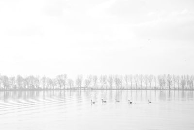 View of birds in lake against sky