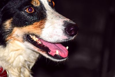 Close-up of dog looking away