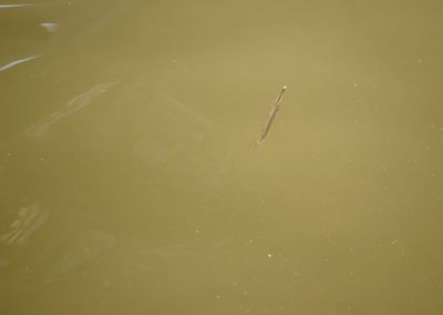Close-up of jellyfish in water