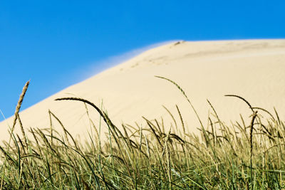 Close-up of grass on field against clear blue sky
