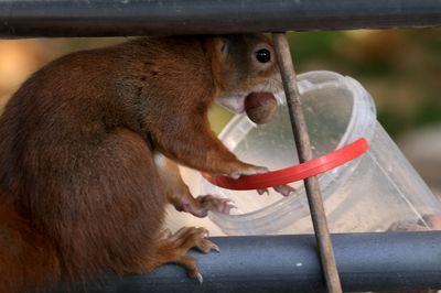 Close-up of a monkey eating food