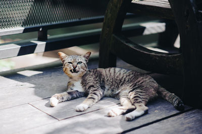 High angle view of tabby cat lying on wood
