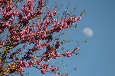 Low angle view of pink blossoms against sky