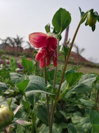 Close-up of pink flowering plant