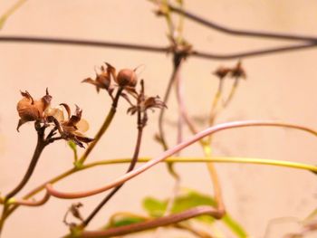 plant