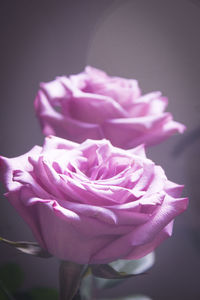 Close-up of pink rose