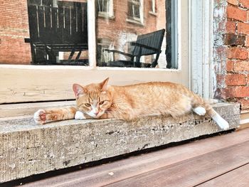 Portrait of cat on window