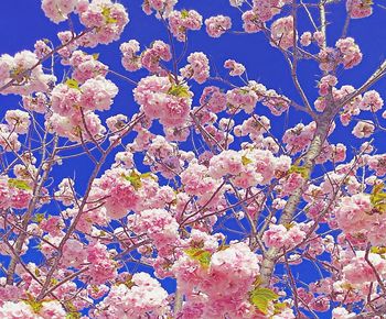 Low angle view of cherry blossoms in spring